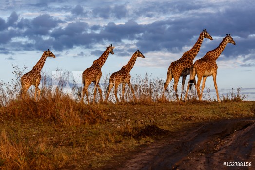 Image de Giraffes in the Masai Mara National Reserve in Kenya